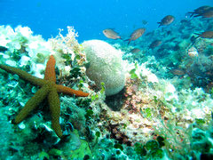 first dive villefranche sur mer