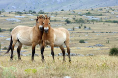 Les chevaux de Przewalski