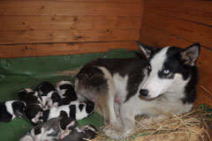 Siberian husky puppies