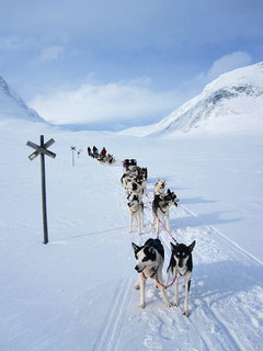 mit dem Hundegespann im Gebirge