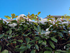 雪の朝
