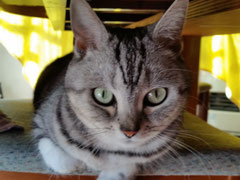 猫のすがた