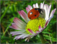 Glückskäfer auf Gänseblümchen