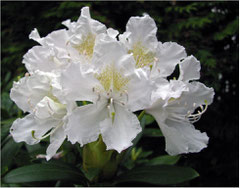 Rhododendron