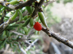 Frucht des Bocksdorn - Goji