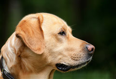 Heilpraktikerin für Hunde in Bochum - Ganzheitliche Tiertherapie