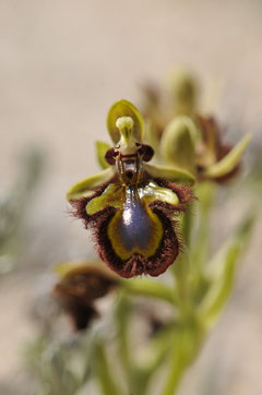 Ophrys miroir - Corse du Sud  (20A) - Avril 2010