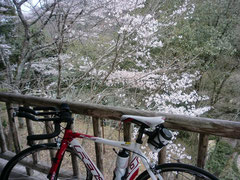 滝の桜