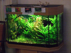 Aquarium Pflegeheim, ChrisTina Konstanz
