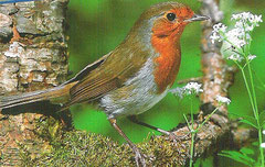 Die häufigsten Gartenvögel in unserer Gartenanlage auf einen Blick