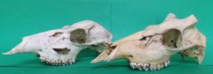 シカ(鹿):遺跡出土動物種別獣骨