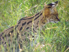 in2kenya serval safari kenya masai mara tsavo 