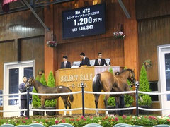 競走馬の「セリ」、セレクトセールの模様
