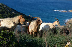 Sardinian goats