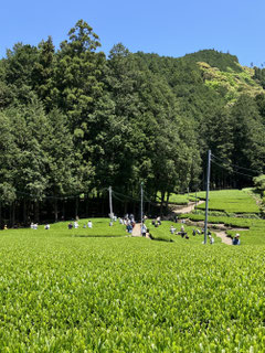 People gathering to experience Shizuoka's tea culture