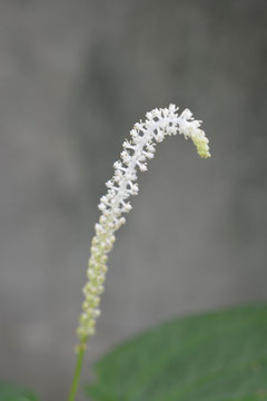 半夏生の花