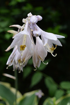 擬宝珠の花