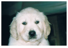 Unser Amadeus mit 8 Wochen