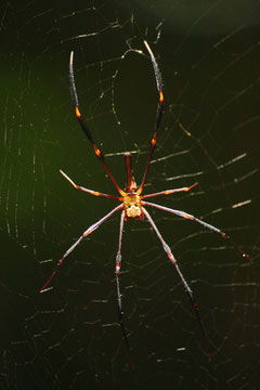 Golden Silk Orb-Weaver