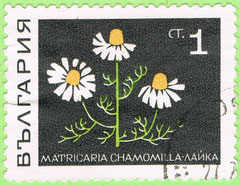 Bulgaria 1969 Matricaria chamomilla