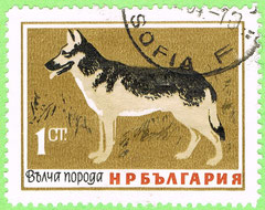 Bulgaria - 1964 - German Shepherd