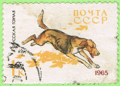 USSR 1965 Russian hound