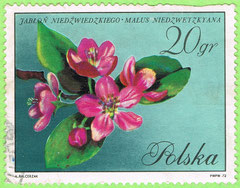 PL - 1971 - kwiaty drzew: Jabłoń