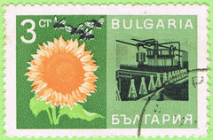 Bulgaria 1967 Sunflower