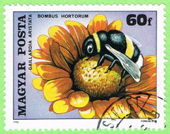 HUNGARY 1980 - Bombus Hortorum