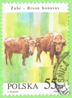 PL 1996 - Żubr - Bison bonasus