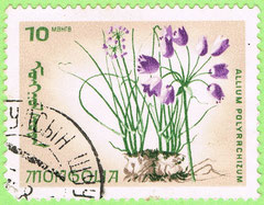 Mongolia 1966 Allium polyrhizum