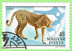 Hungary 1981 - Cheetah