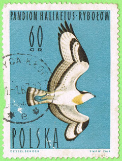 PL 1964 Pandion Haliaetus - Rybołów