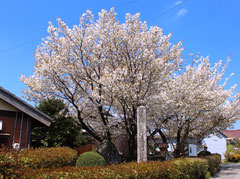 石薬師の蒲ザクラ