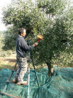 Olivenernte
