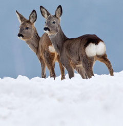 Rehe haben sich an die Witterungsbedingungen angepasst und fressen sich schon im Herbst einen fetten Feist an