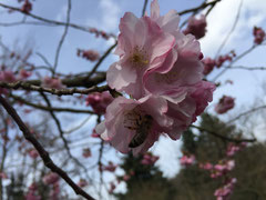 Die Kirschblüte liefert schon früh im Jahr Nektar und Pollen