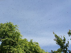 Ein schwärmendes Bienenvolk ist ein beeindruckendes Schauspiel