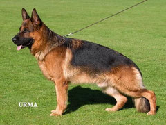 Zamp von Theromodos