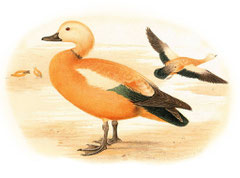 http://commons.wikimedia.org