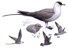 http://www.avibirds.com