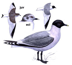 http://www.avibirds.com