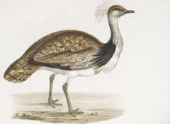 http://www.birding.in