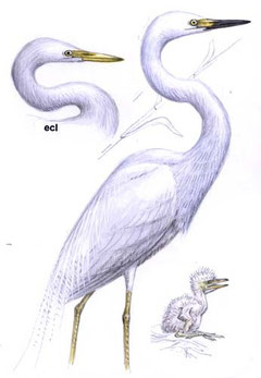 www.avibirds.com