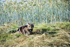 Stubentiger auf Mäusejagd Foto: Leo Wyden