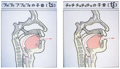図１０　破擦音の舌の構え