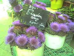 Cardoons at market
