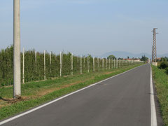 Eine Birnen-Plantage ca. 1000 m lang und 200 m breit! Deshalb ist in Italien das Obst so billig!