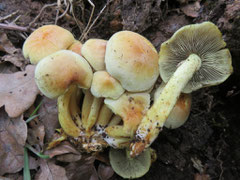 Grünblättriger Schwefelkopf (Hypholoma=Psilocybe fasciculare),scharf und schwach giftig