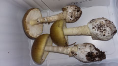 Quelques redoutables amanites phalloides